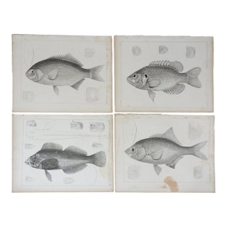 Mid 19th Century Us Pacifc Railroad Fish Lithograph Book Plates - Set of 4 For Sale