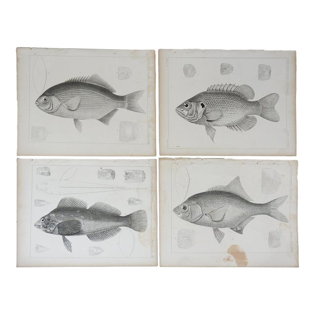 Mid 19th Century Us Pacifc Railroad Fish Lithograph Book Plates - Set of 4 For Sale