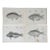 Mid 19th Century Us Pacifc Railroad Fish Lithograph Book Plates - Set of 4 For Sale