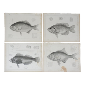 Mid 19th Century Us Pacifc Railroad Fish Lithograph Book Plates - Set of 4