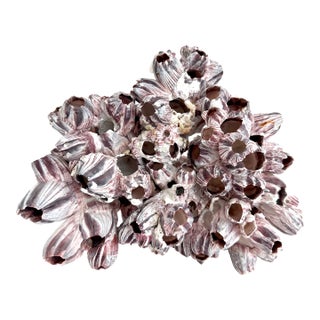 Natural Barnacles Cluster For Sale