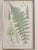 Henry Brabury Nature Fern, ATHYRIUM FILIX-FOEMINA VARS: A. MARINUM. B. CNFLUENS. C. STENODON print beautifully matted in...