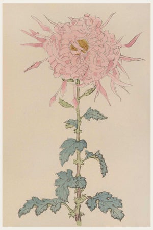 Pink Floral Giclee, Vintage Japanese Botanical Art Print, 8" X 12"
