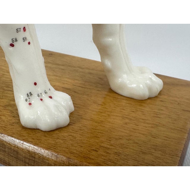 Wood Vintage Vinyl Dog Acupuncture Model, 1970s For Sale - Image 7 of 16