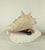 Deco Nautilus and Conch Shell Lamp For Sale - Image 9 of 11