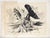 This is a pair of high quality prints of charcoal drawings done by well known artist Robert J. Pailthorpe (1926 - 1999)....