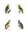 Reproduction Antique 1805 Antique French Parrot Prints - Set of 4 For Sale In Los Angeles - Image 6 of 6