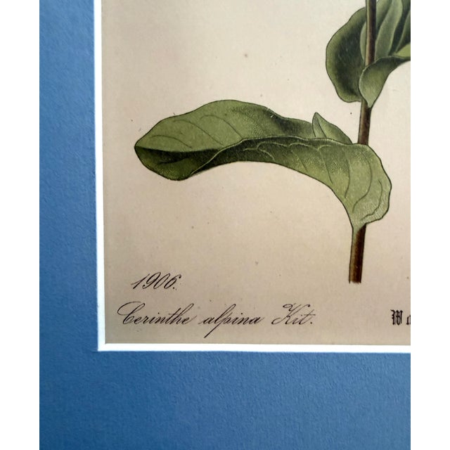 Pair of German 19th Century Botanical Prints - Hand Colored For Sale In Palm Springs - Image 6 of 7