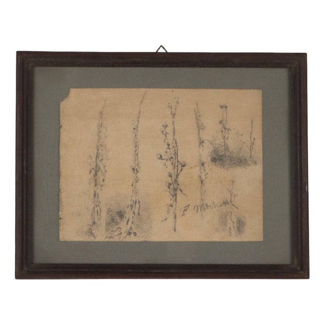 Francesco Paolo Michetti, Plant Sketch, Pencil on Paper For Sale