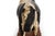20th Century American Folk Art Whimsical Carved Painted Holstein Cow For Sale - Image 12 of 18