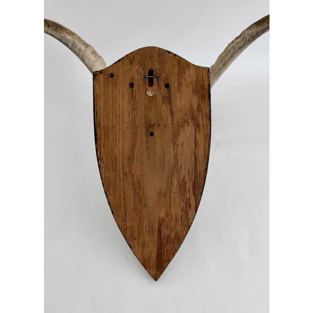 Beige German Steinbok Wild Goat Horns For Sale - Image 8 of 8