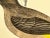 Late 19th Century Antique Bird Print From England Showcasing an Impressive Gold-Vented Thrush - Circa 1880 For Sale - Image 5 of 11