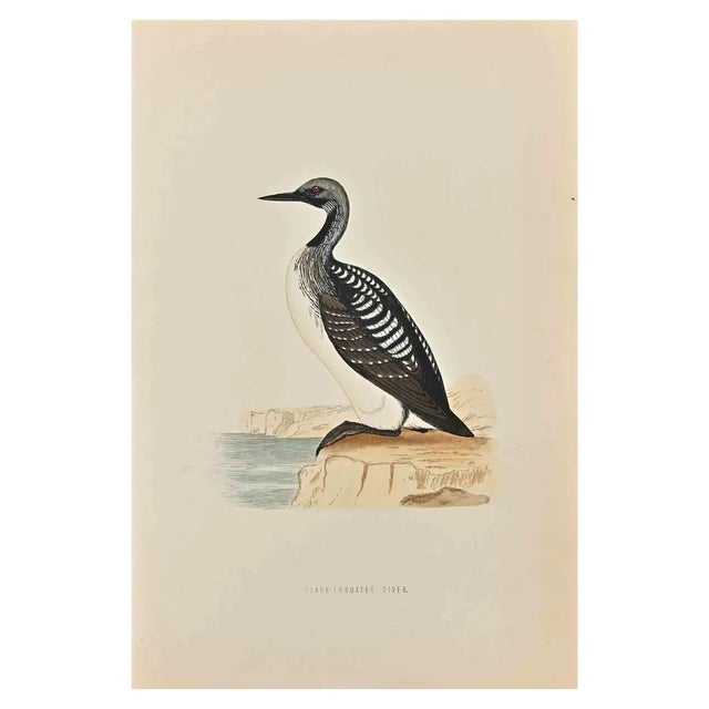 Alexander Francis Lydon, Slack-Throated Diver, Woodcut Print, 1870 For Sale
