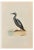 Alexander Francis Lydon, Slack-Throated Diver, Woodcut Print, 1870 For Sale