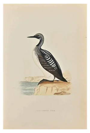 Alexander Francis Lydon, Slack-Throated Diver, Woodcut Print, 1870