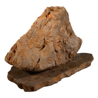 Rock Large Sculpture in Jurassic Natural Rock by Nerinea For Sale