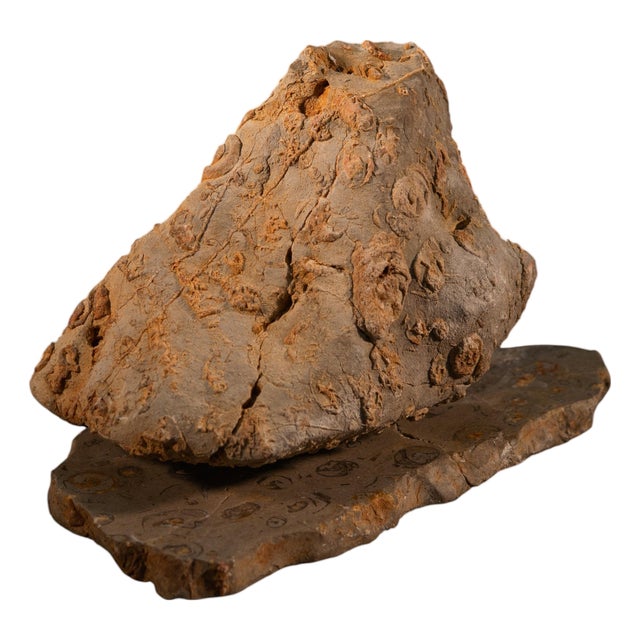 Rock Large Sculpture in Jurassic Natural Rock by Nerinea For Sale