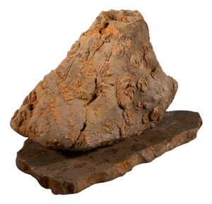 Rock Large Sculpture in Jurassic Natural Rock by Nerinea