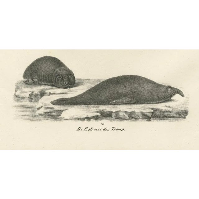 Mid 19th Century Seals and Elephant Seals in Arctic and Marine Habitat, 1836, Lithograph For Sale - Image 5 of 10
