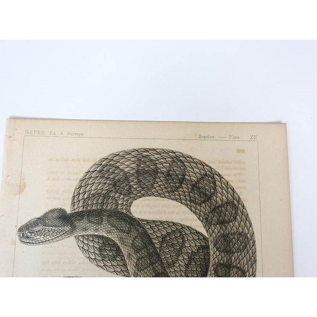 Antique mid 19th century lithograph on paper of rattlesnake book plate. Published by the US Pacific Railroad Exploration...