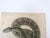 Antique mid 19th century lithograph on paper of rattlesnake book plate. Published by the US Pacific Railroad Exploration...
