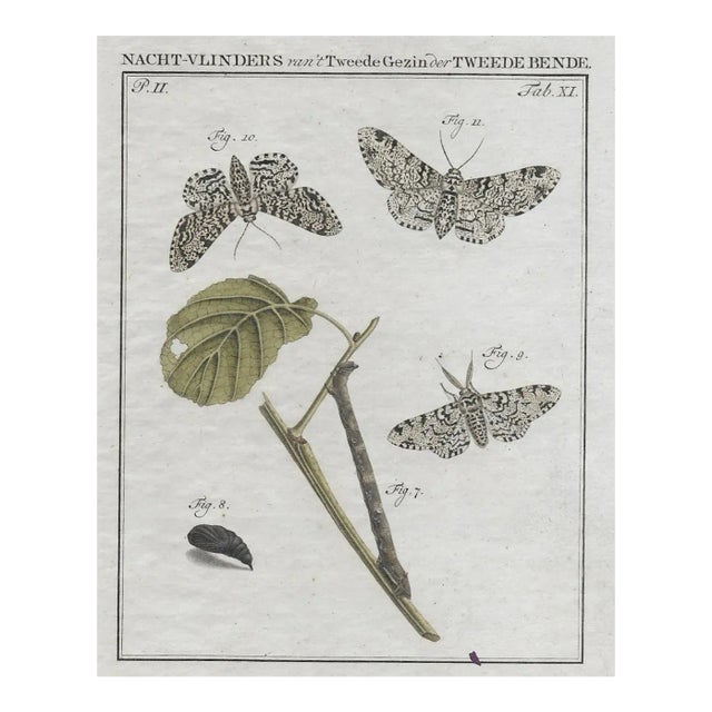 1762 Dutch Moth Insect Engraving For Sale