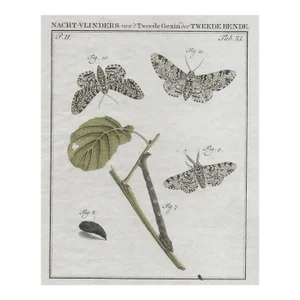 1762 Dutch Moth Insect Engraving