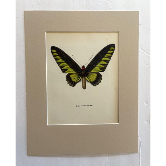 Realism Vintage 1965 Butterfly Print: Troides Brookiana/Ralph Brook's Birdwing 11x14 Mat For Sale - Image 3 of 3