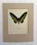 Realism Vintage 1965 Butterfly Print: Troides Brookiana/Ralph Brook's Birdwing 11x14 Mat For Sale - Image 3 of 3