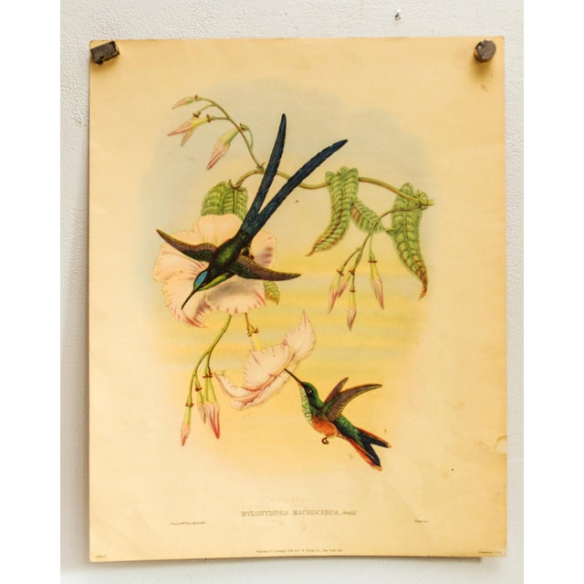 English Set of 4 1946 John Gould Hummingbird Lithograph | Vintage Bird Print | i.b. Fischer Co. | 16 X 20 | Botanical Wall Art For Sale - Image 3 of 17