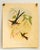 English Set of 4 1946 John Gould Hummingbird Lithograph | Vintage Bird Print | i.b. Fischer Co. | 16 X 20 | Botanical Wall Art For Sale - Image 3 of 17
