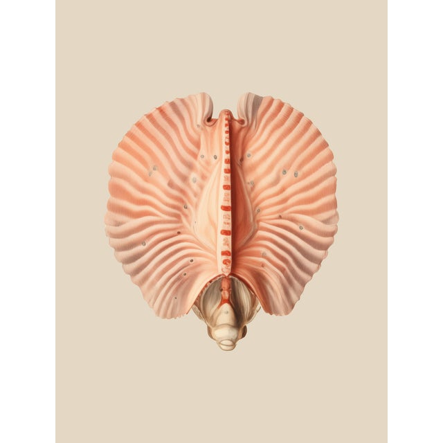 Paper Set of 12 – Sea Forms | Sea Shells Natural History Fine Art Prints | Unframed For Sale - Image 7 of 14