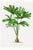 Royal Palm Study, Vintage Botanical Art Print Reproduction, 20" X 30" For Sale