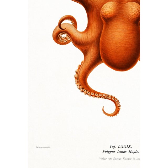Paper Antique Reproduction Octopus Study, Deep Sea Expedition Illustration, Coastal Marine Art Print, 24" × 36" For Sale - Image 7 of 9