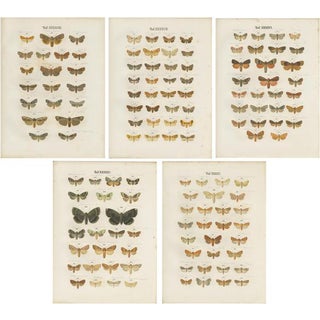 Ramann, Butterflies and Moths, 1870, Set of 5 For Sale