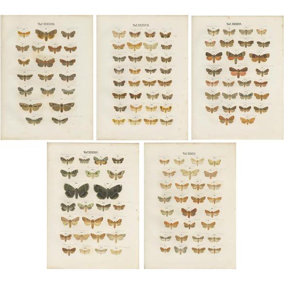 Ramann, Butterflies and Moths, 1870, Set of 5 For Sale