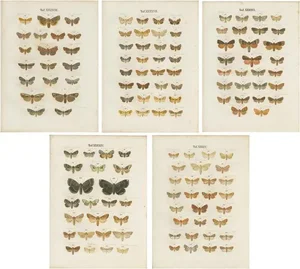 Ramann, Butterflies and Moths, 1870, Set of 5