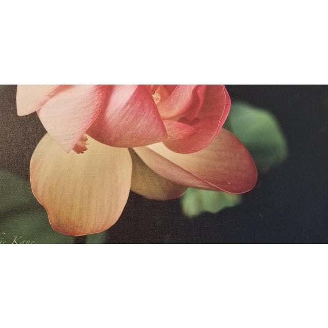 Early 21st Century "Golden Pink Lotus Flower" Contemporary Botanical Still Life Photograph by Jackie Kane, Framed For Sale - Image 5 of 7