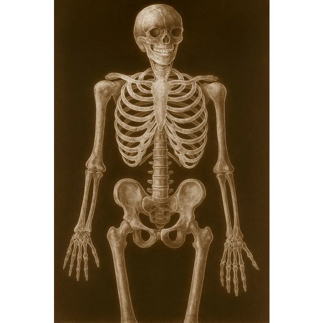 Plastic Alain Gerard Clement Silver Gelatin Photogenic Image Human Skeleton For Sale - Image 7 of 11