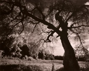 "Summerfield" Infrared Sepia Toned Photograph From Film by Gary Bartoloni