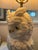 Vintage Majolica Owl Lamp Made in Italy by Mottahedeh Including Shade For Sale - Image 9 of 13