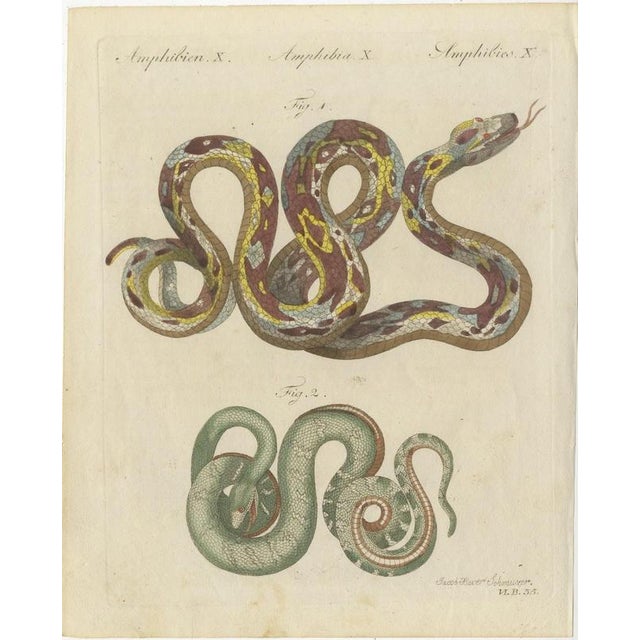 Bertuch, Two Patterned Snakes in Coils, 1805, Print For Sale - Image 3 of 12