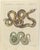 Bertuch, Two Patterned Snakes in Coils, 1805, Print For Sale - Image 3 of 12
