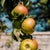 Guy Sargent, Apples, Archival Pigment Print For Sale - Image 6 of 6