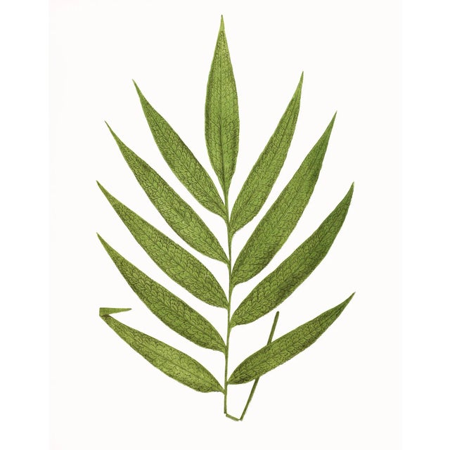Green Reproduction Antique Fern Botanical Unframed Prints- Set of 12 For Sale - Image 8 of 11