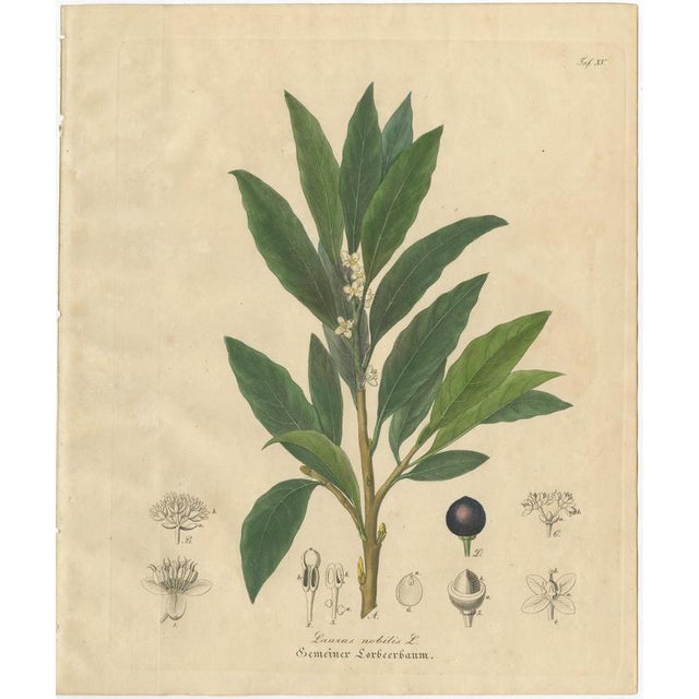 Bay Laurel Botanical Print by Laurus Nobilis, 1831 For Sale - Image 3 of 10