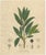 Bay Laurel Botanical Print by Laurus Nobilis, 1831 For Sale - Image 3 of 10