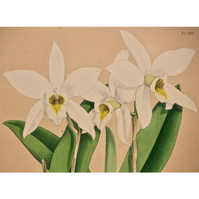 Orchids: Framed 19th C. Hand-Colored Engraving of "Laelia Anceps" by J. Fitch, 1882 For Sale - Image 4 of 6