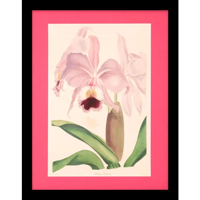 Framed 1837 Paxton Cattleya Labiata (Crimson-Lipped Cattleya Orchid) Flower Engraving For Sale