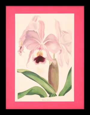Framed 1837 Paxton Cattleya Labiata (Crimson-Lipped Cattleya Orchid) Flower Engraving